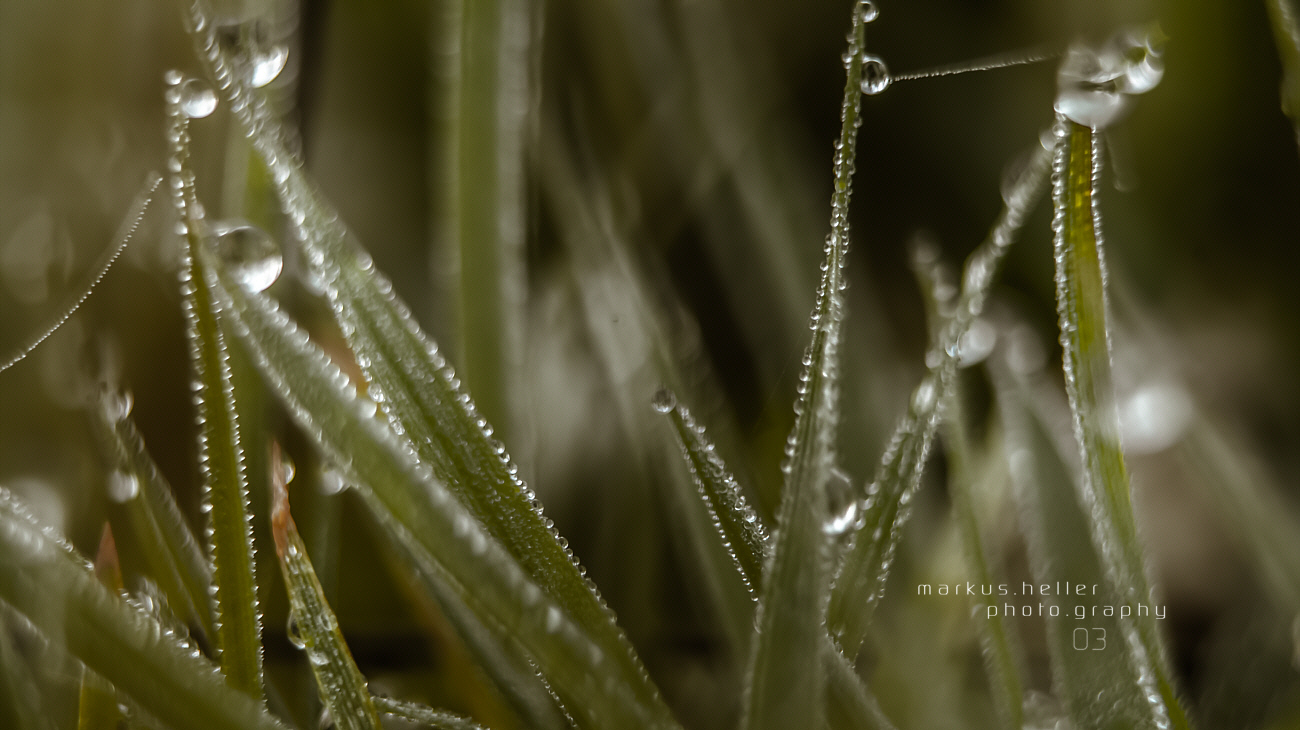  Markus Heller Fotografie Nature 03