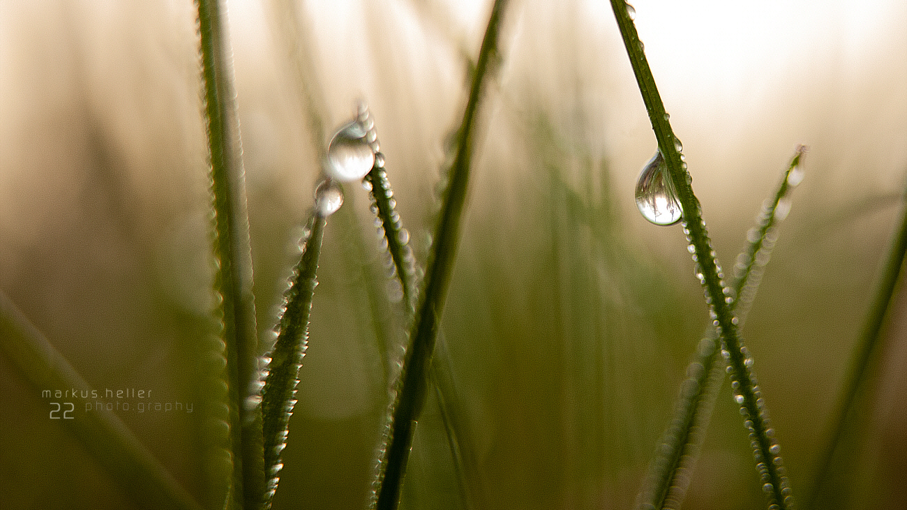  Markus Heller Fotografie Nature 22